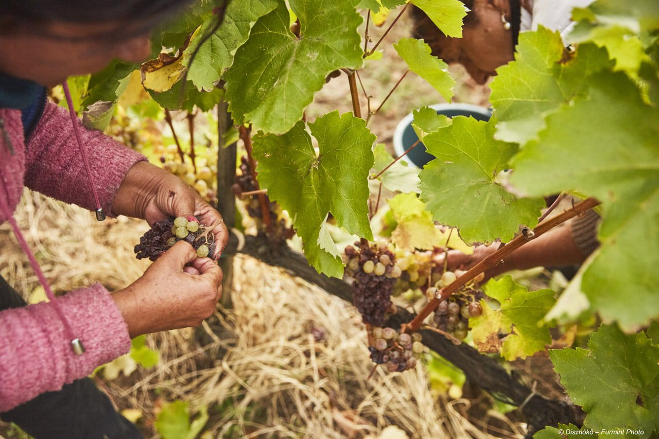 Vendange Disznoko